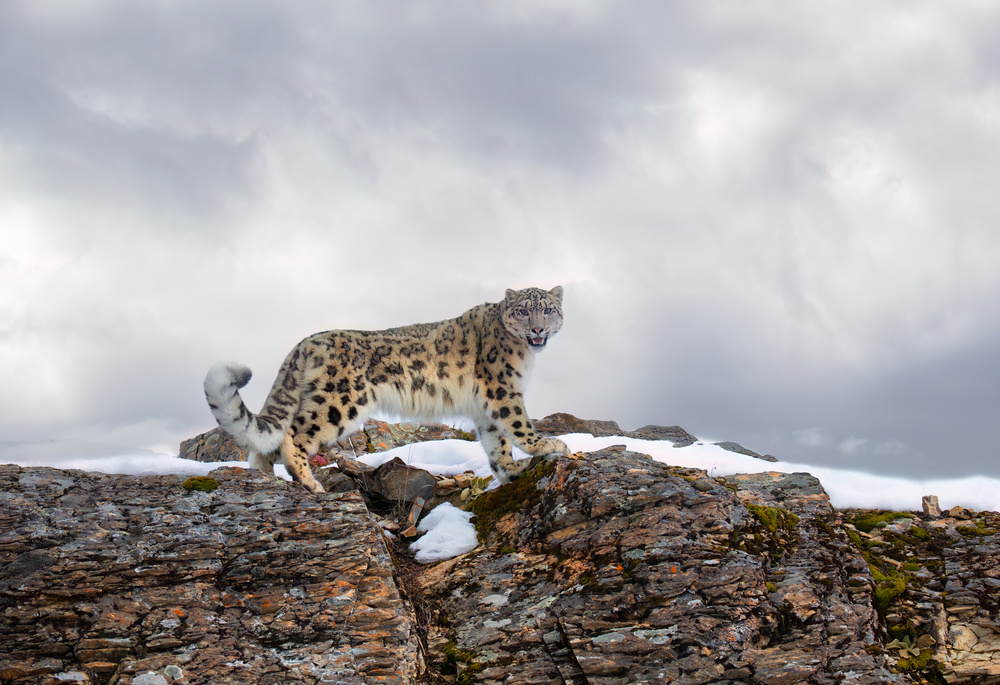 The snow leopard is making a historic comeback in the Helan Mountains after nearly 70 years, with seven big cats now roaming the range thanks to China's bold reintroduction efforts. 
Through specialized training, satellite tracking, and habitat restoration, scientists are