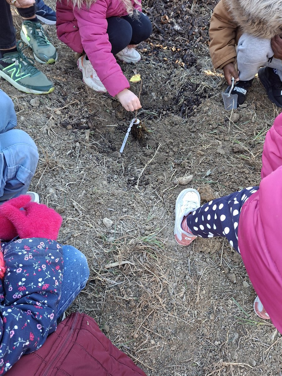 🍒 ❄️ Forte mobilisation ce matin malgré le froid pour planter un bosquet fruitier à Malbosc. Encadrés par les Semeurs de Jardin, joueurs du MHB, lycéens et maternelles ont planté ensemble plus d'une 100aine d'arbres et plantes vivaces.