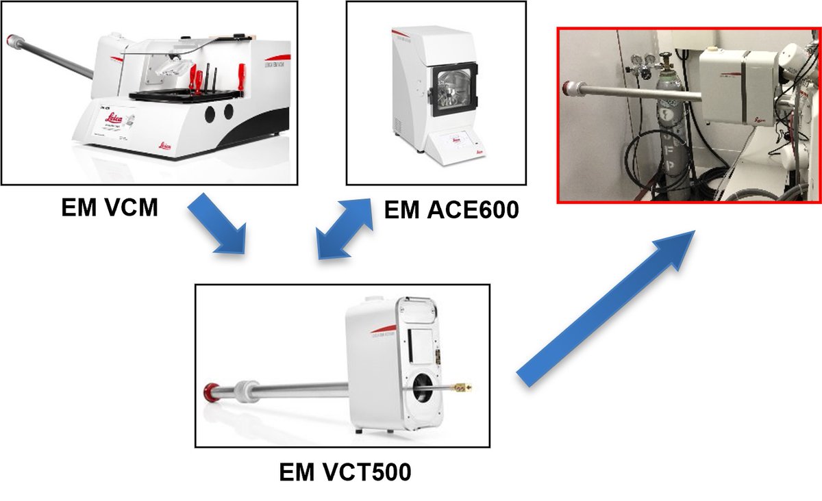 Hitachi_EM's tweet image. Happy National Cake Day ! 🎂🍰🍓
(November 26)
#ElectronMicroscope #electronmicroscopy 

Cryo-SEM of air bubbles and fat globules in fresh cream