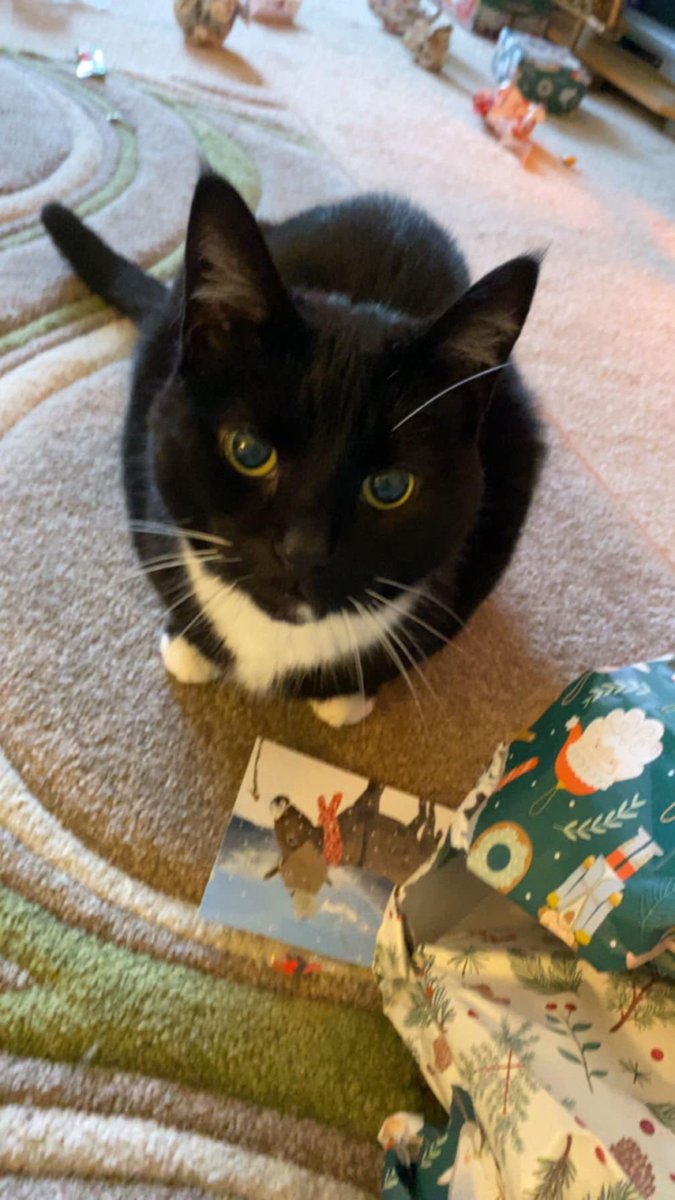 Martha the Nightshift Cat tweet media