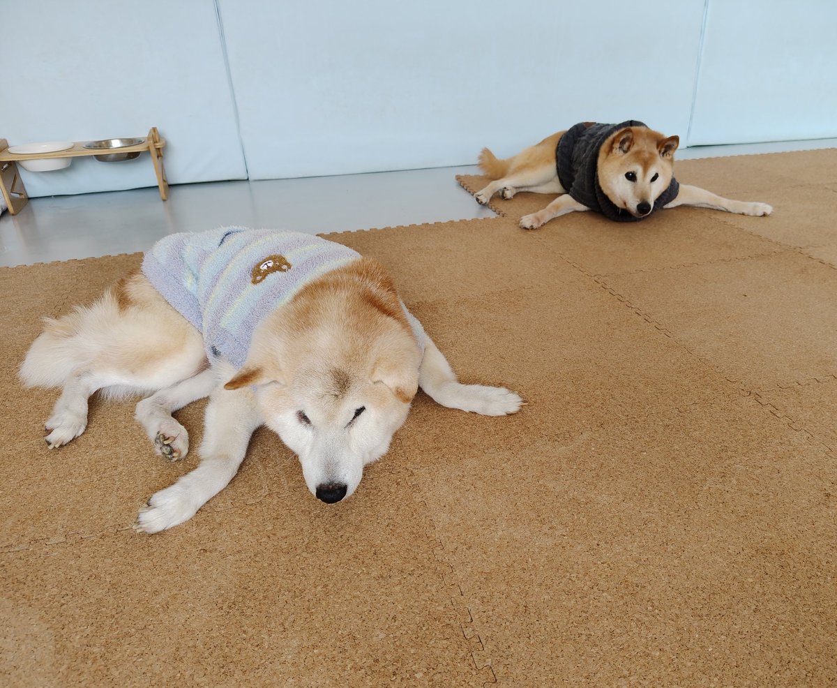 daigolotus's tweet image. 平泳ぎっ！！
ダメだ〜もうそれしか浮かびません〜🤣🤣小次郎くん、リュウちゃん、ナイスな写真をありがとう💕
#老犬介護　#老犬ホーム