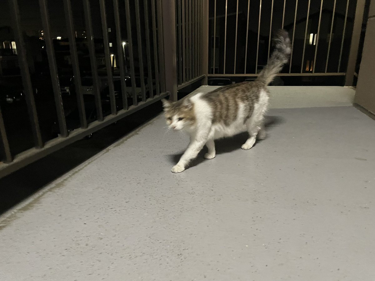 腰痛い中、なんか呼ばれてるなって外に出たら真っ暗。
お呼びになったのは😺3匹でした。
今しゃがむのきついんだよ💦

#イマソラ