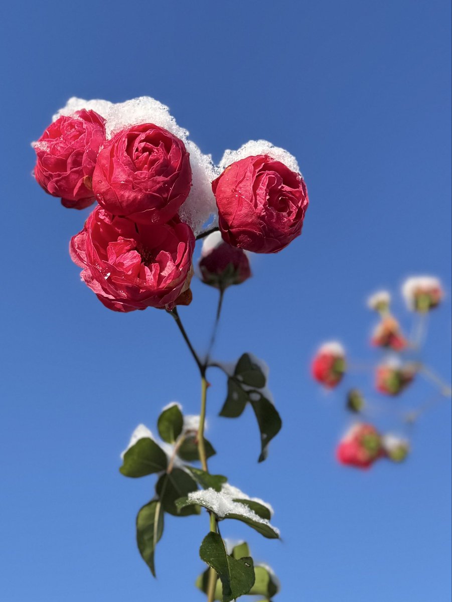 Ruth_tanzt's tweet image. November, Frost, Schnee…..
Meine Rosen: egal! ☺️
