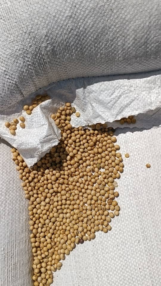 Reigncommodity's tweet image. Machine cleaned &amp;amp; dried soya beans