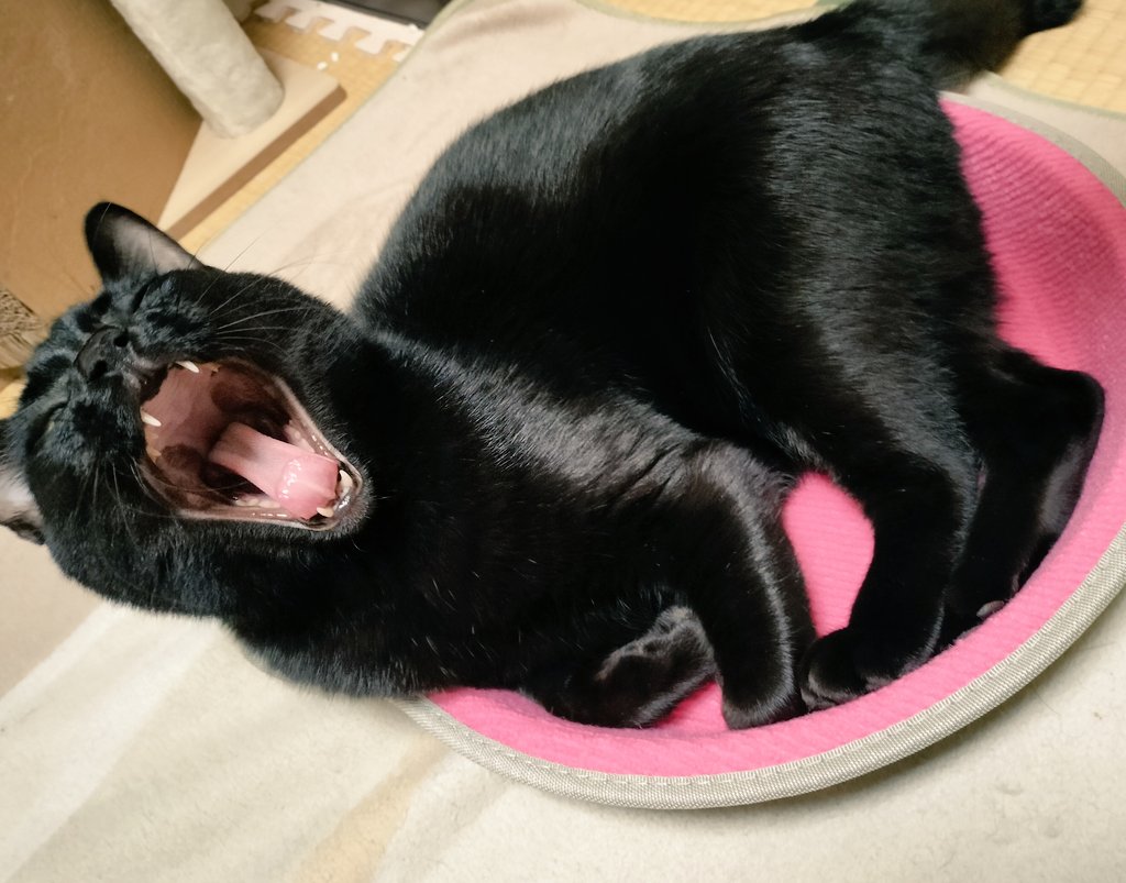 もんちゃんのあくび