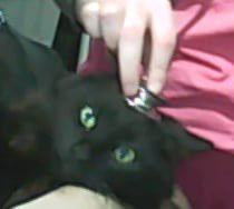 sarah⭐️➡️ FurDU, Aurawra, PAWAI tweet media