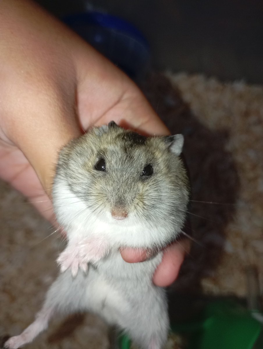 halo guys, aku open adopt/adoption/adopsi hamster ku jenis winter umur ±3 bulan, kalau hammy nya aja 20k lepas, 60k include kandang dan perintilannya. Dom semarang ya guys, bisa via gojek/maxim/grab atau cod, ayo adopt anak ku