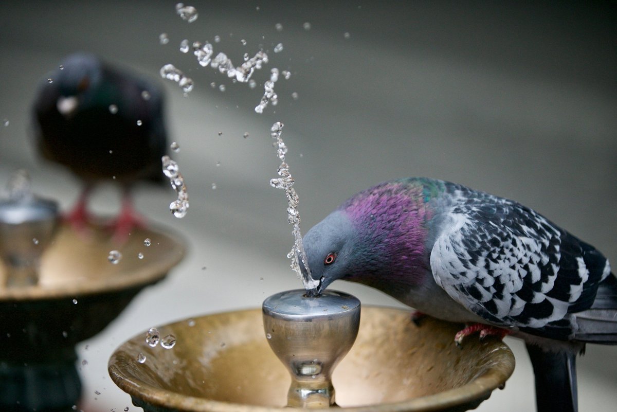 markwgraves's tweet photo. A pigeon inhales water from a Portland Benson Bubbler during a face-off between rival protest groups on Saturday, Aug. 17, 2019. It was a tense but relatively uneventful standoff that drew national attention — and one very hydrated pigeon. https://t.co/VfvEvTrsmF
