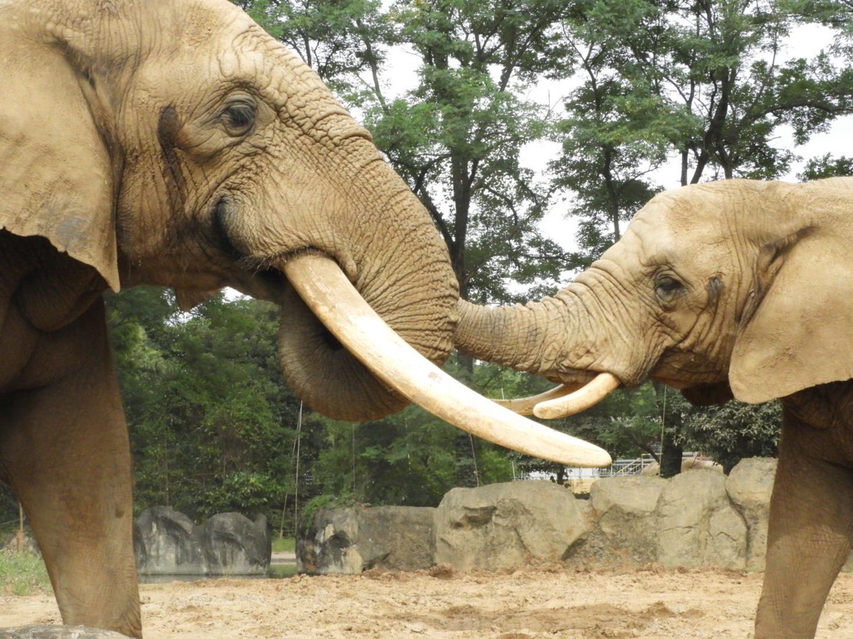 八木山動物公園 アフリカゾウのベン君のご冥福をお祈りします。 その