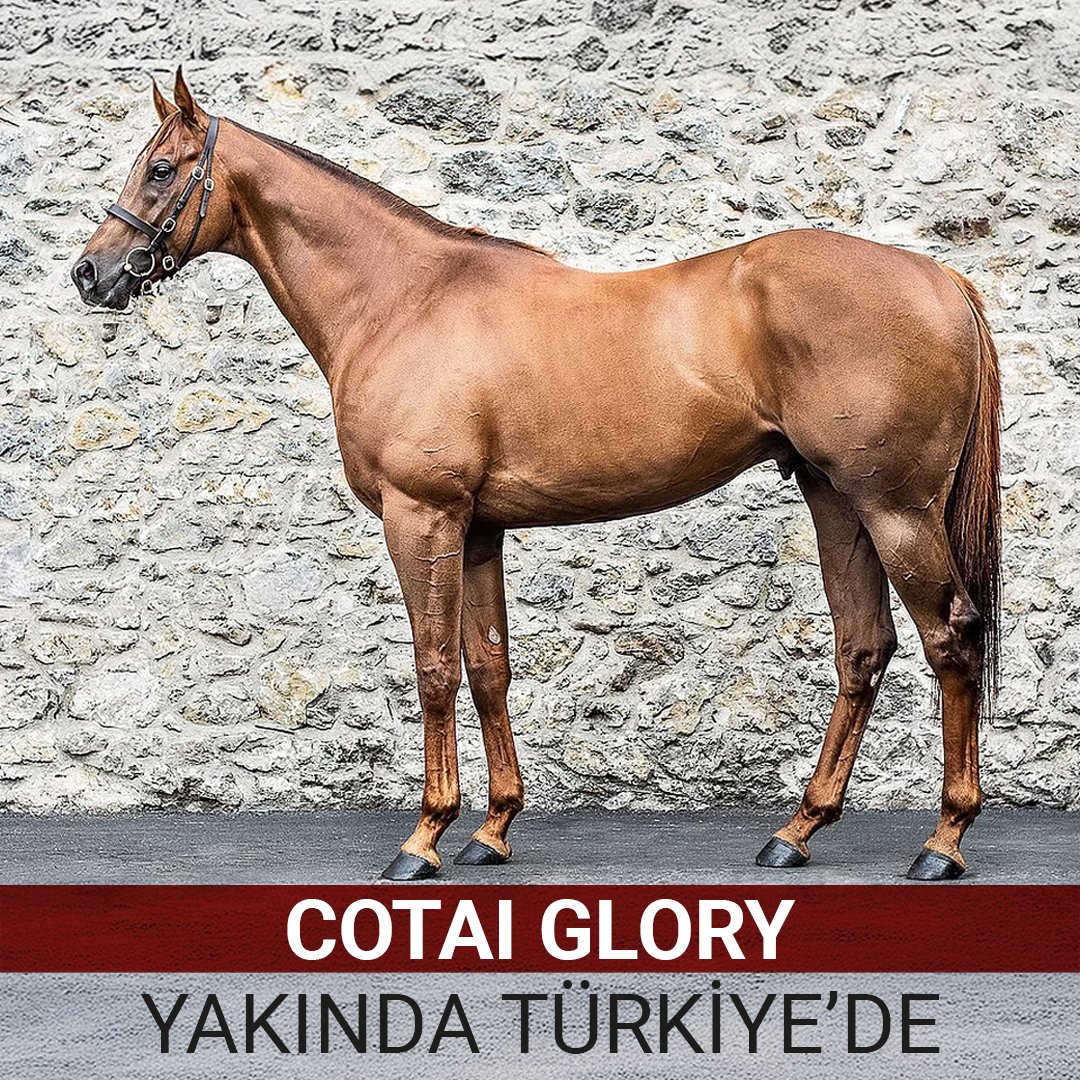 Türkiye Jokey Kulübü tweet media