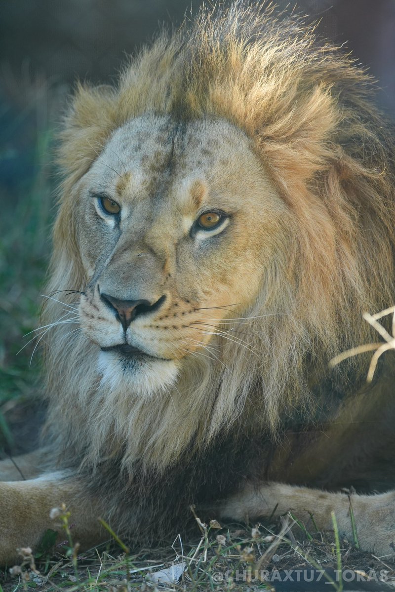 CHURAXTU7_TORA8's tweet image. レグルスくん👑🦁
📷2025年11月
#東山動植物園　#ライオン