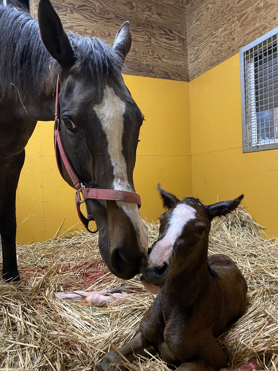 villa_lake's tweet image. メジロシャレード24

メジロシャレードが残してくれた、最後の子です。
シャレードは怪我によるアクシデントで、たった2戦で引退しました。
腰を痛め、一時は自分で立ち上がる事も出来ない時もあり、スタッフがみんなで起き上がるのを助けていた事もありました。…