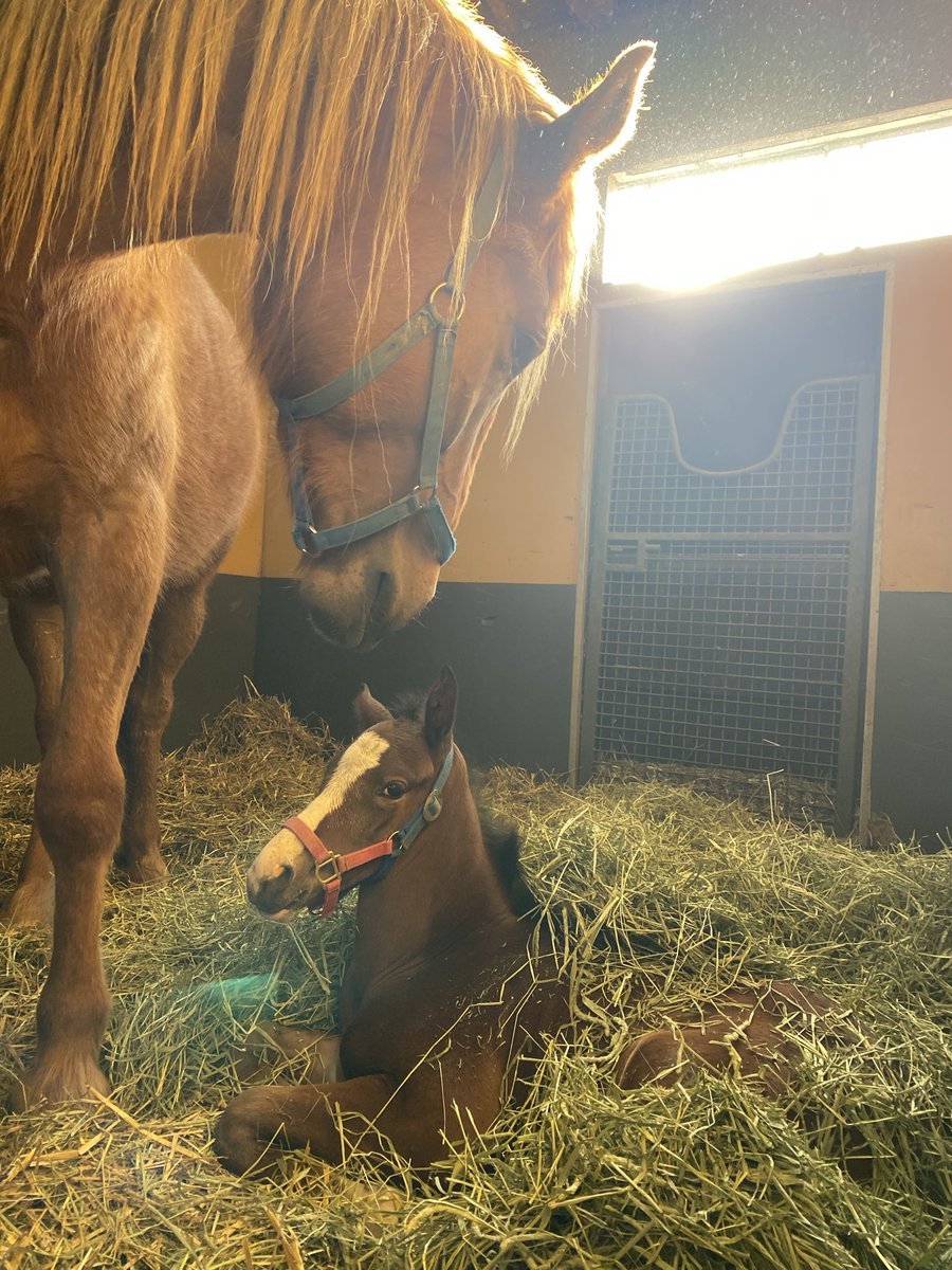 villa_lake's tweet image. メジロシャレード24

メジロシャレードが残してくれた、最後の子です。
シャレードは怪我によるアクシデントで、たった2戦で引退しました。
腰を痛め、一時は自分で立ち上がる事も出来ない時もあり、スタッフがみんなで起き上がるのを助けていた事もありました。…