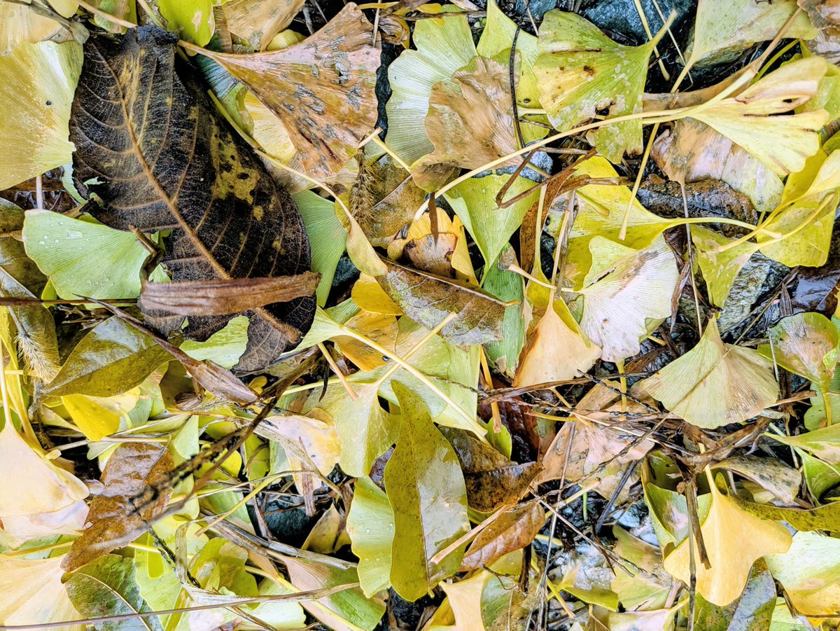 こんにちはー👐☺️
雨がポツリポツリ
#山形県 #イマソラ #イチョウ #落ち葉