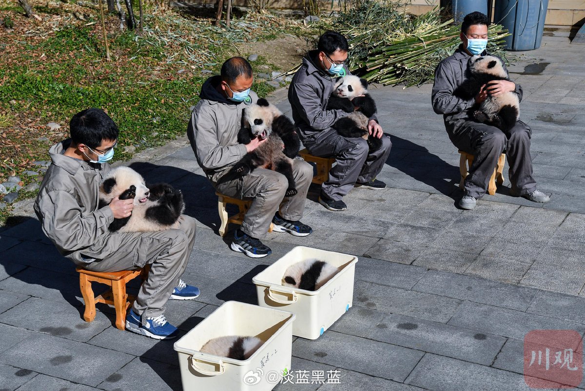 likingpanda's tweet image. When they were tiny, Qing Bao and Qing Zai also had their group ☀️ sun-bathing. Since they were the littlest ones, nanny placed them in boxes. And now I’m wondering if that tiny group also had Bao Li or Bao Yuan?? 🤔

#QingBao #DCPandas
