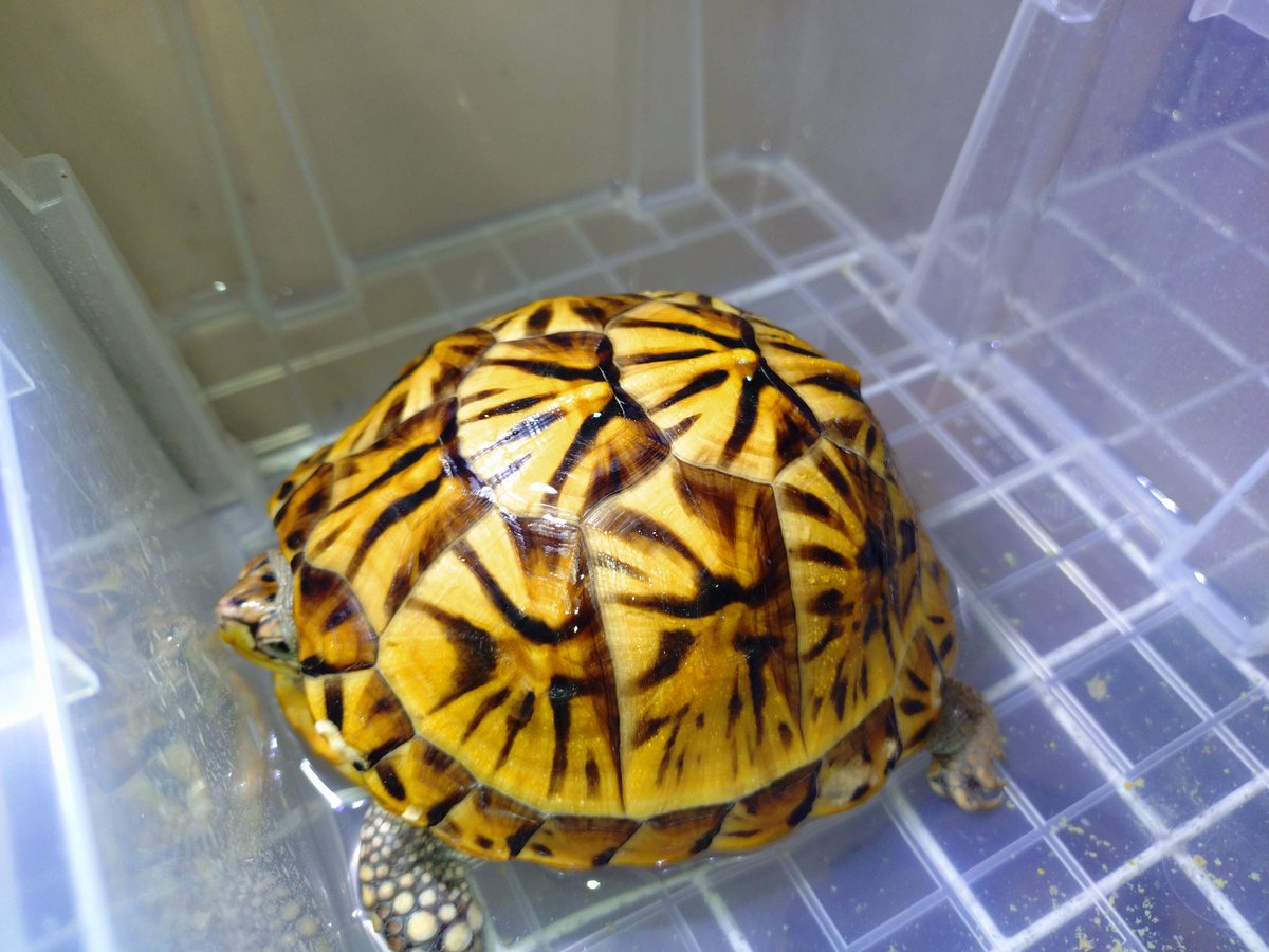 UVB直射中✨ちょっと効果出てきた？？？だけと、まだ２日目💦😝
#トウブハコガメ