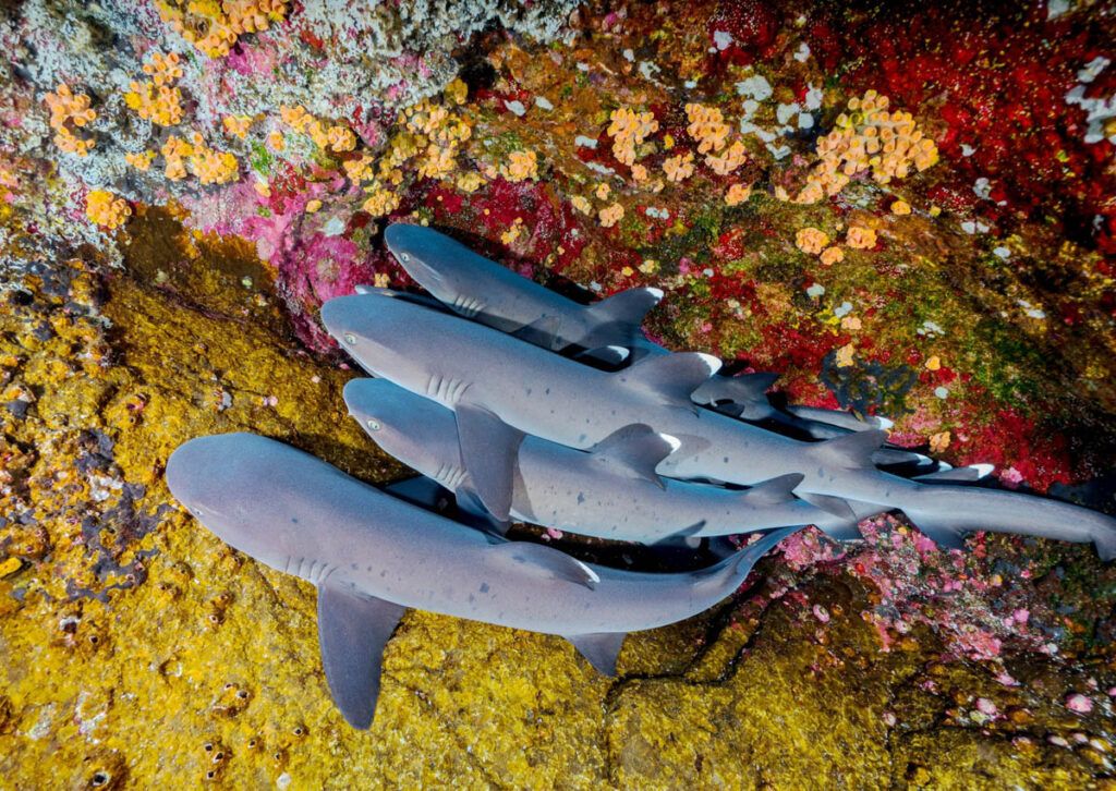 Scuba Diving in Mexico: A Journey Beneath Three Seas

👉 buff.ly/5U7HEyF
