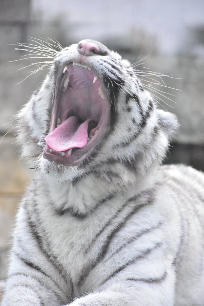 tiger_zoo_c's tweet image. はくちゃんの胸毛がかわいい
