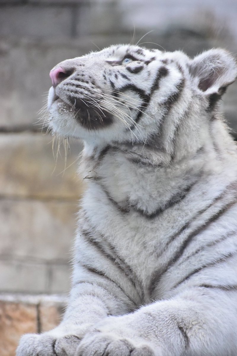 tiger_zoo_c's tweet image. はくちゃんの胸毛がかわいい