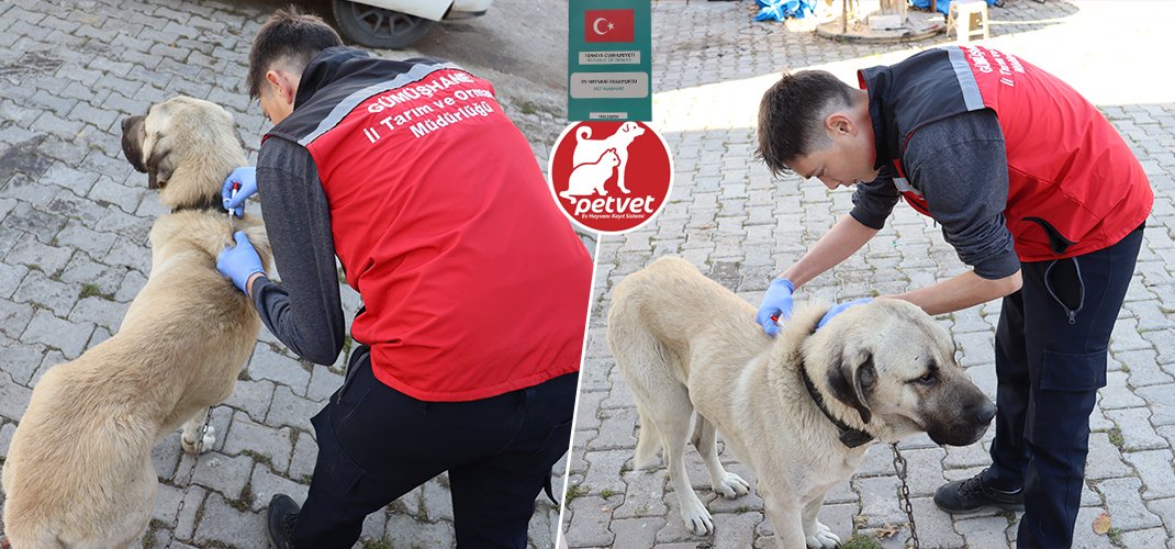 📢 Kedi ve Köpek Sahiplerine Hatırlatma: Dijital Kimlik İçin Son Tarih Yaklaşıyor
❗Hayvanları Koruma Kanunu gereğince tüm kedi ve köpeklerin 31 Aralık 2025 tarihine kadar dijital kimliklendirilmesi zorunludur.
👉 gumushane.tarimorman.gov.tr/Haber/827/Kedi…

<a href="/TCTarim/">T.C. Tarım ve Orman Bakanlığı</a> 
<a href="/Ghanevalilik/">Gümüşhane Valiliği</a>
<a href="/A_KIRAC/">Dr. Ahmet Mesut KIRAÇ</a>