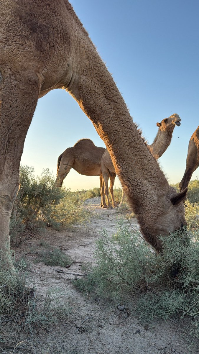 ‏ نِزَار بس مش قباني tweet media