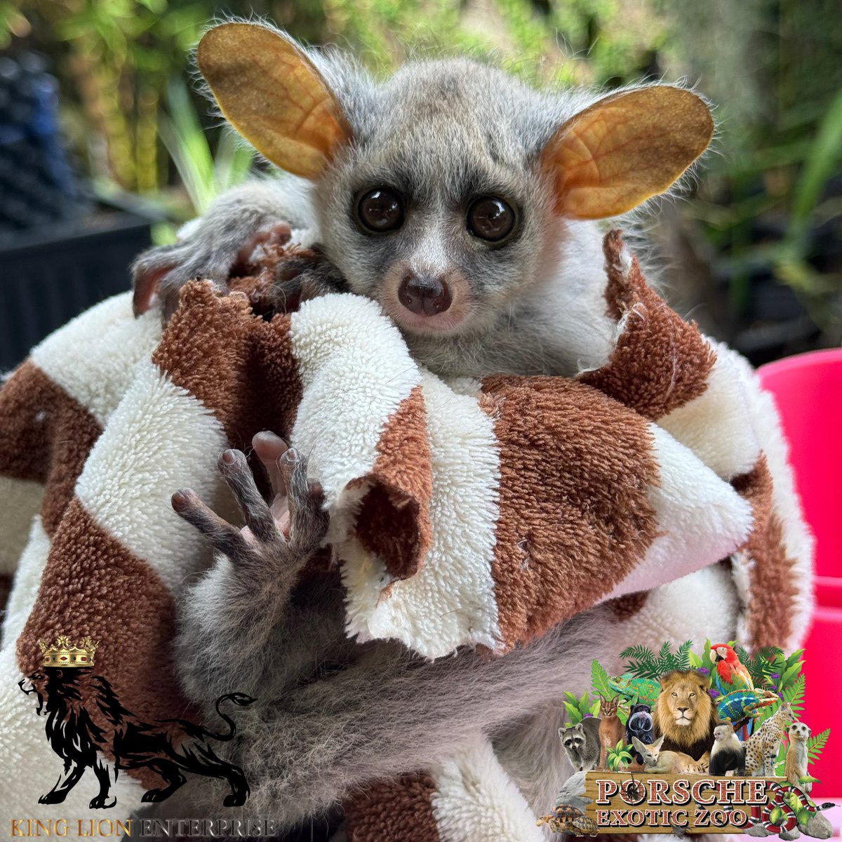 Porsche_shop99's tweet image. 👋🏻บุชยักษ์ หน้าตาแบบหนู ถูกใจใครบ้างมั้ยคะ💖

⛲️Giant bush, looks like a mouse. Does anyone like it?🏡

#porscheexoticzoo 
#porscheexoticzooadmin 
#บุชยักษ์ #greaterbushbaby