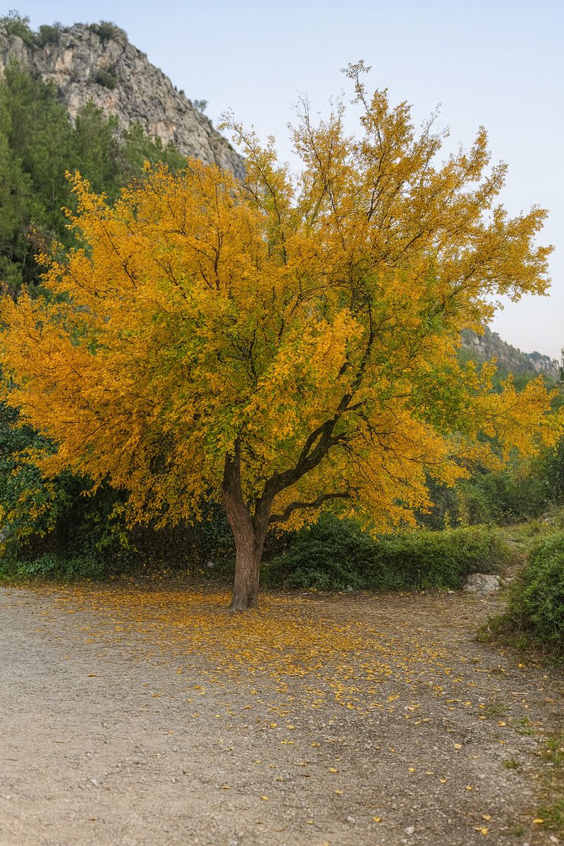 Yorulmaz, usanmaz mısın ey ağaç?

Bahar gelir, tomurcuklarını açar, umutla yeşeren yapraklarını serpersin gökyüzüne. Yaz gelir, meyvelerini bağışlarsın toprağa, cömert ve tükenmez bir azimle. Sonbahar gelir, yapraklarını nazlı nazlı dökersin, sanki bir veda şarkısı mırıldanır