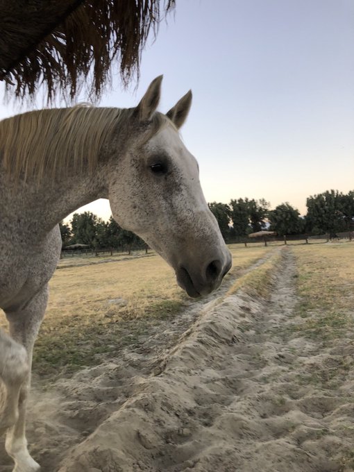AprilWheeler5's tweet image. I wonder if Surfer&apos;s mind went back to the ditches at the old ranch where he loved to bury his treasures? 😊Here he is standing with his hoof raised in the ditch? Had he just finished burying something? 🤔