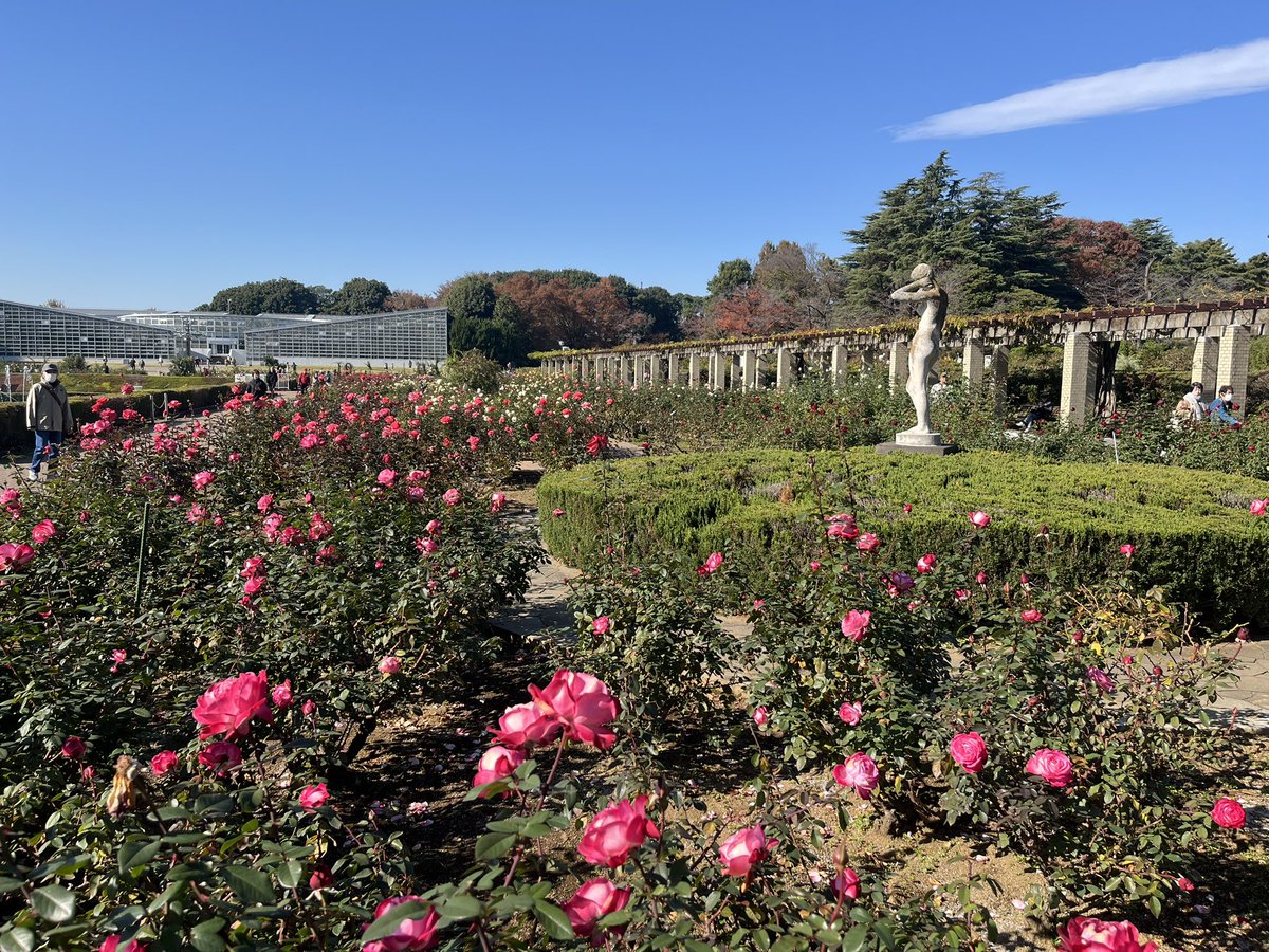病院診察後、天気が良かったので柄にも無く神代植物園に行ってみました。

バラフェスタ開催中、、、秋に薔薇咲くとは知りませんでした😅

昼食に深大寺そば食べて帰ろうと蕎麦屋探したら何処も大行列😳
諦めて帰りました😞