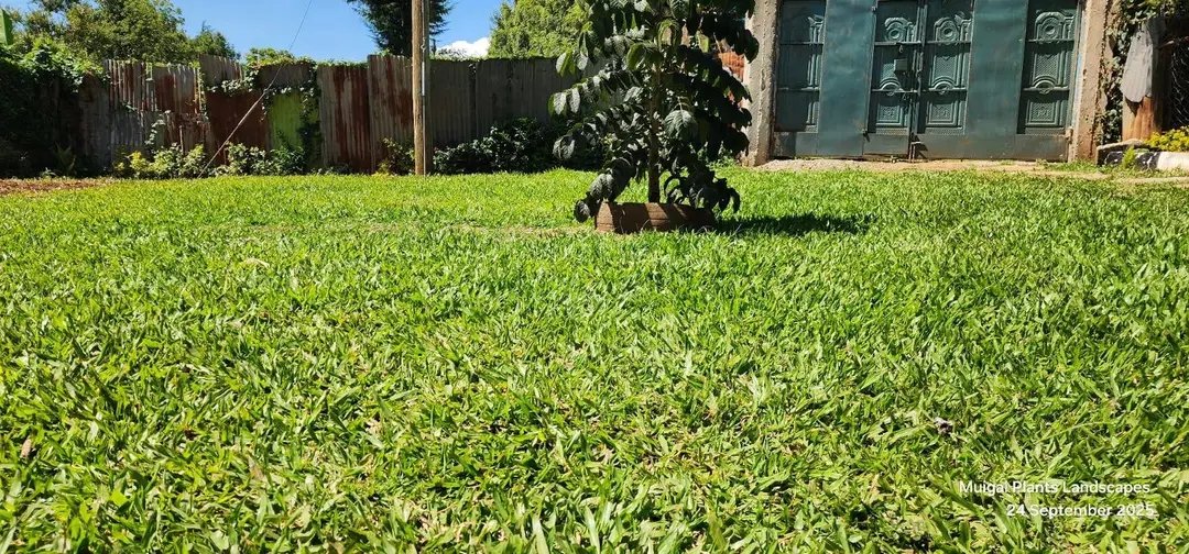 Brigadier_Kenya's tweet photo. Looking for a lawn grass that’s both beautiful, resilient and is perfect for creating a soft, green carpet that lasts?

Pemba Grass

Ideal for gardens, parks &amp; landscaping projects
Brigadier KO Landscapers Kenya
0729223329

Free delivery within Nairobi, Kajiado, Kiambu &amp; Machakos https://t.co/oXAB278BSZ