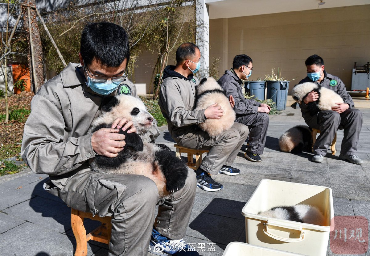 likingpanda's tweet image. When they were tiny, Qing Bao and Qing Zai also had their group ☀️ sun-bathing. Since they were the littlest ones, nanny placed them in boxes. And now I’m wondering if that tiny group also had Bao Li or Bao Yuan?? 🤔

#QingBao #DCPandas