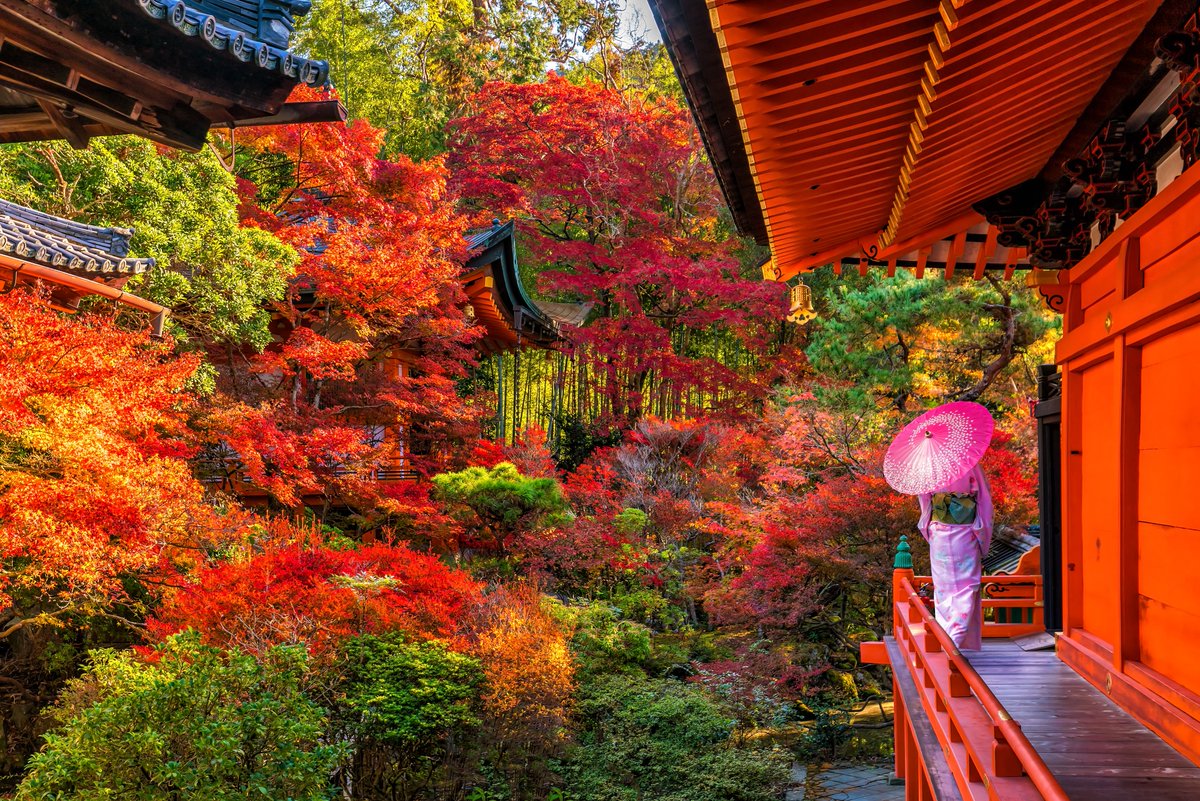 ima_suiteru's tweet photo. 京都の紅葉は 11月下旬〜12月中旬がピーク。
インバウンド減少で“過去最高に見やすい紅葉”が来ています。
今年の京都、マジでチャンス。

紅葉の名所はツリーに続きます👇 https://t.co/dUkPtlfGOY
