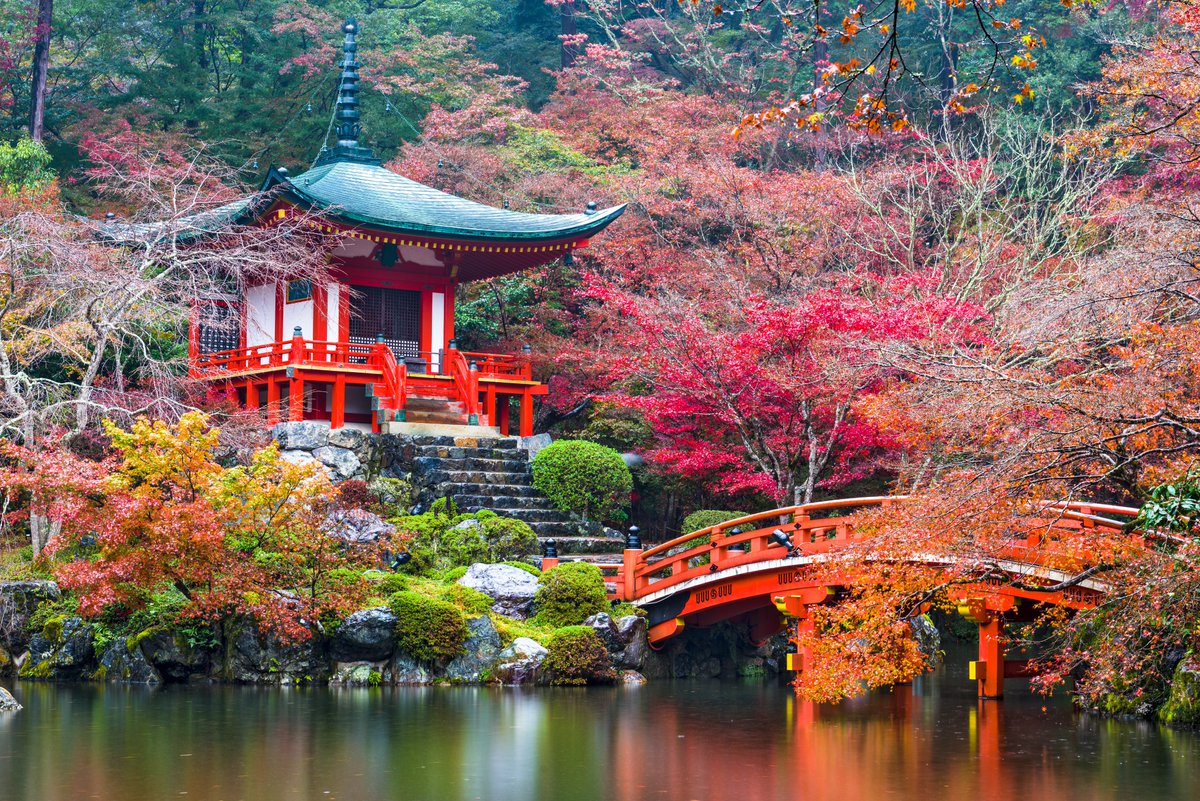 ima_suiteru's tweet photo. 京都の紅葉は 11月下旬〜12月中旬がピーク。
インバウンド減少で“過去最高に見やすい紅葉”が来ています。
今年の京都、マジでチャンス。

紅葉の名所はツリーに続きます👇 https://t.co/dUkPtlfGOY
