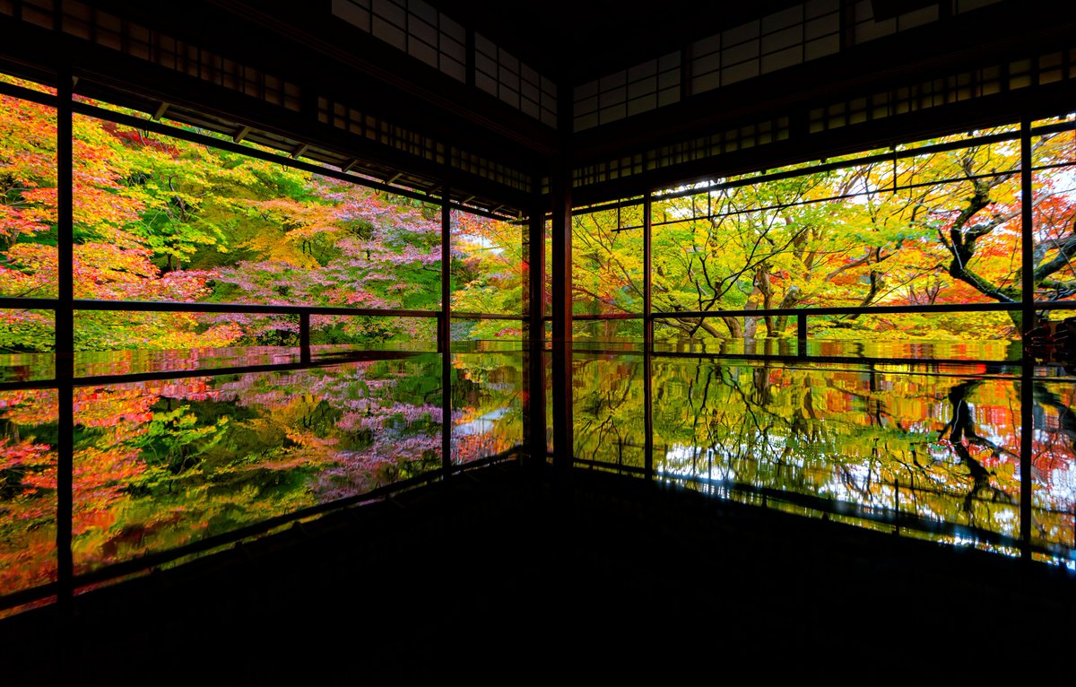 ima_suiteru's tweet photo. 京都の紅葉は 11月下旬〜12月中旬がピーク。
インバウンド減少で“過去最高に見やすい紅葉”が来ています。
今年の京都、マジでチャンス。

紅葉の名所はツリーに続きます👇 https://t.co/dUkPtlfGOY