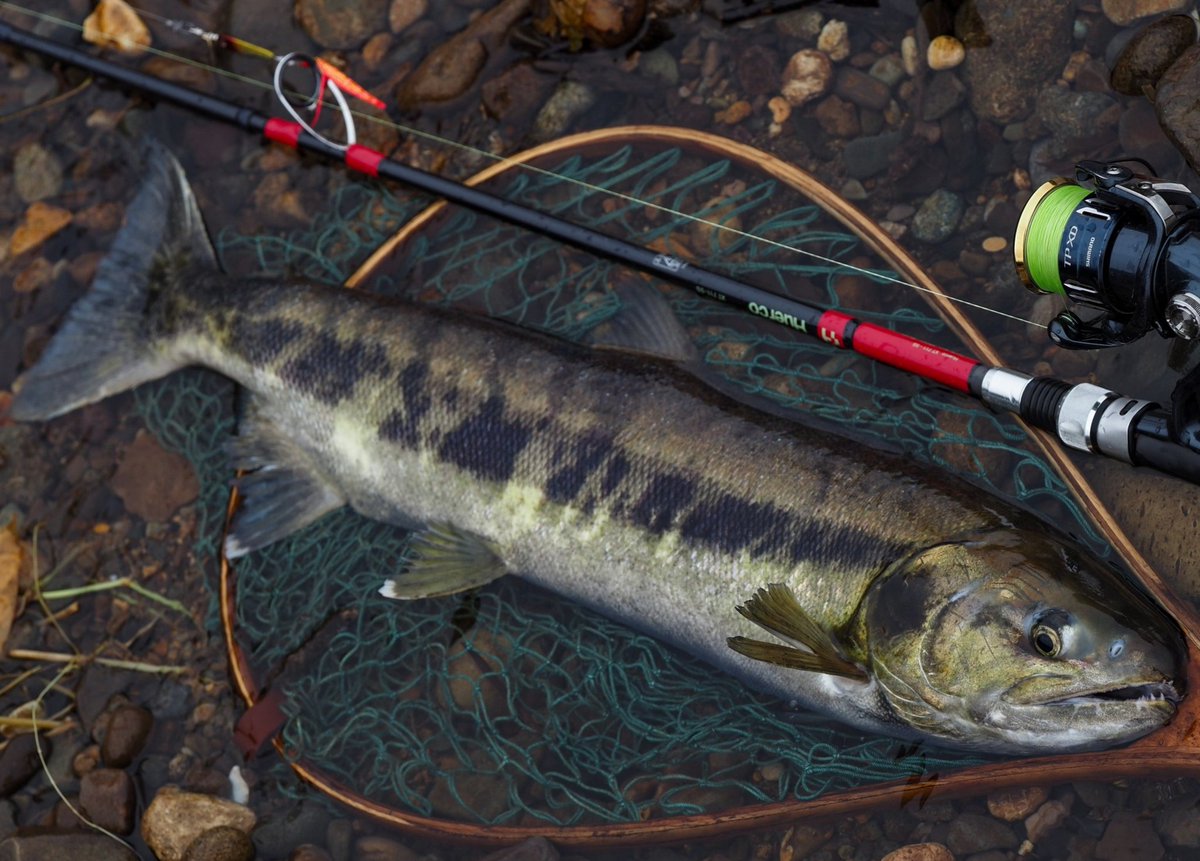 Yanasuke_angler's tweet photo. 初めての鮭釣り
状況は非常に厳しい中だったが
自力で魚探して釣れたので良かった https://t.co/9C2qOpLhKt