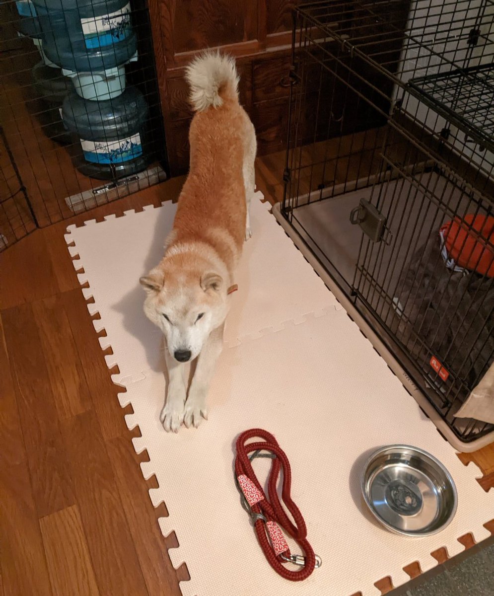 Shibainu Ken (@KenShibainu) / Posts / X