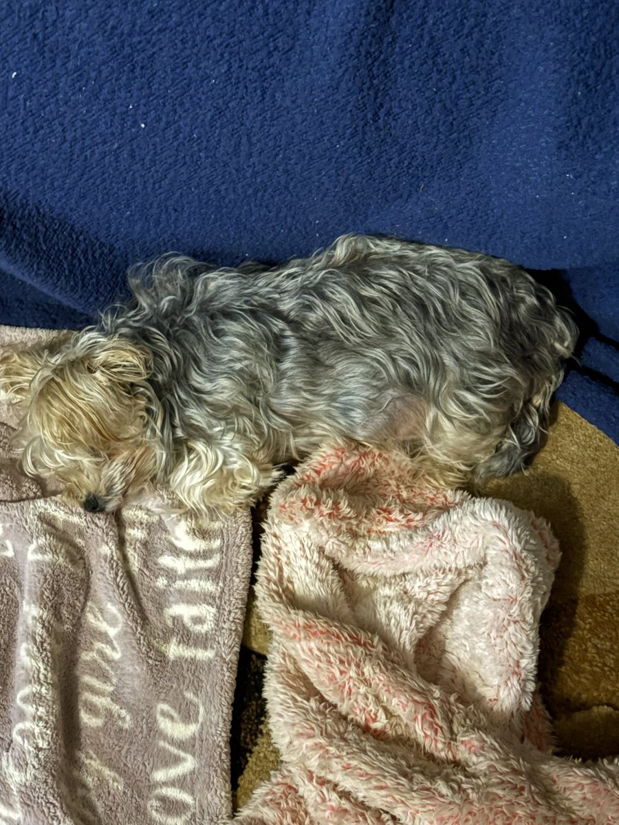 Good morning all you freedom loving patriots. Have a MAGAriffic day. 

Bella and Rhea is back inside and sleeping. Coffee is from the Keurig. 

It’s 56 degrees with a high of  a nightmarish 75 degrees and cloudy in Columbus, Bella sleeping