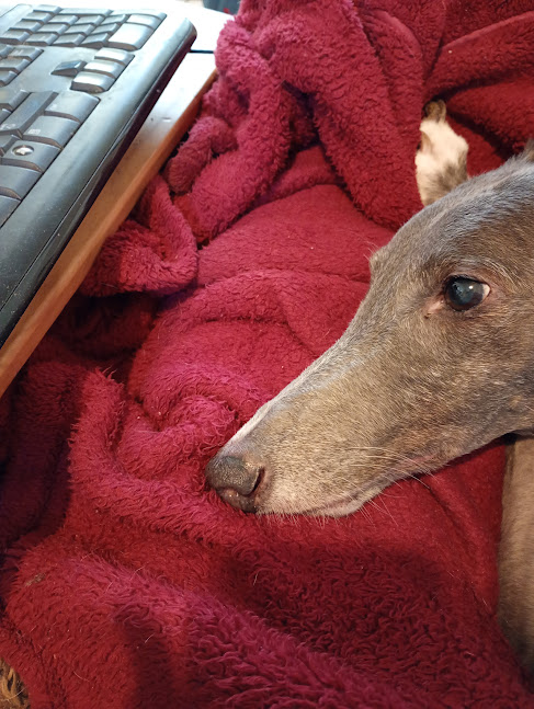 Greyhounds_PZ's tweet image. #occupysofas  Lilyhas claimed Marthas corner and her dressing gown ! Martha is perching  on the edge of the sofa !! #yourewelcome