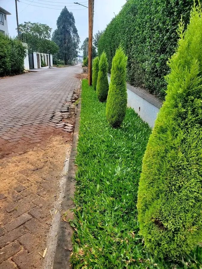 Brigadier_Kenya's tweet photo. 🌿 Add Bold Beauty to Your Lawn with Pemba Lawn Grass! 🌿

Looking for grass that stands out?
Variegated &amp; Green Pemba brings a vibrant blend of green and creamy white stripes that add elegance and brightness to any space

0729223329 

Free delivery done within Nairobi, Kiambu https://t.co/4w3dWcdAQo