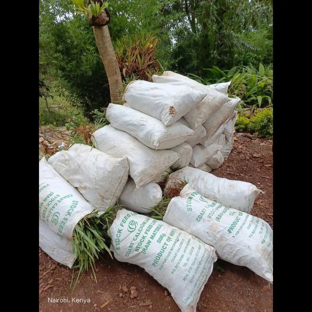 Brigadier_Kenya's tweet photo. 🌿 Add Bold Beauty to Your Lawn with Pemba Lawn Grass! 🌿

Looking for grass that stands out?
Variegated &amp; Green Pemba brings a vibrant blend of green and creamy white stripes that add elegance and brightness to any space

0729223329 

Free delivery done within Nairobi, Kiambu https://t.co/4w3dWcdAQo