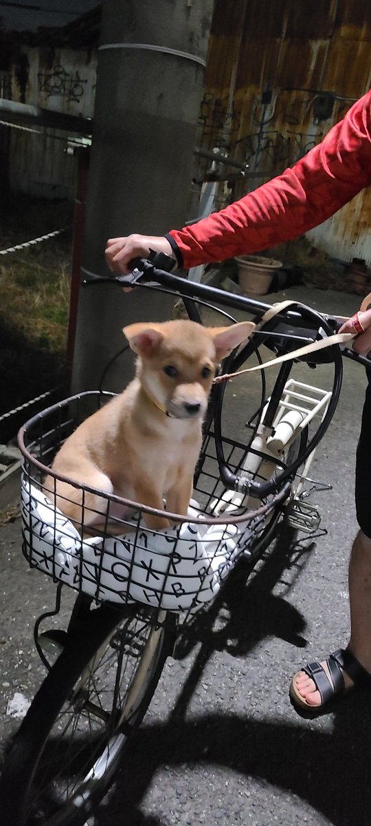 3年かぁ～
はやいもんだ
#保護犬
#雑種犬
#元野犬