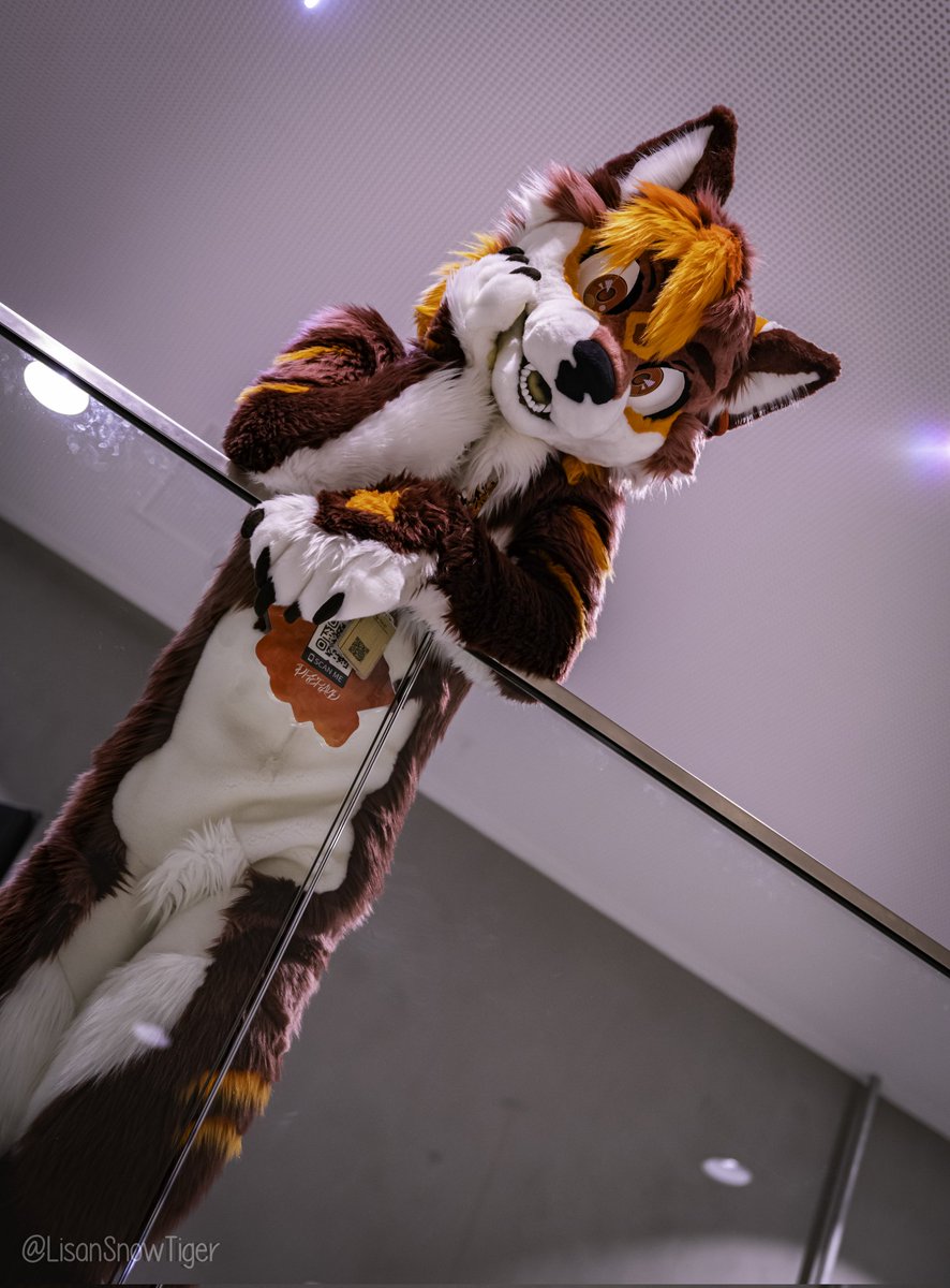Well, why are you standing there? Is it because of the smile on my face? ✨

🪡: <a href="/HybridLFursuits/">HybridLabs Fursuits 🐺🐉</a> 
📸: <a href="/LisanSnowTiger/">Lisan 🔜 NFC 🇸🇪</a> 

#FursuitFriday
