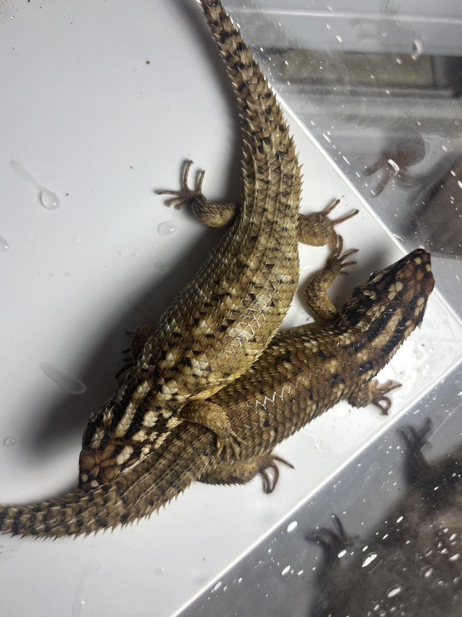 Diver Down (@DiverDown2727) / Posts / X