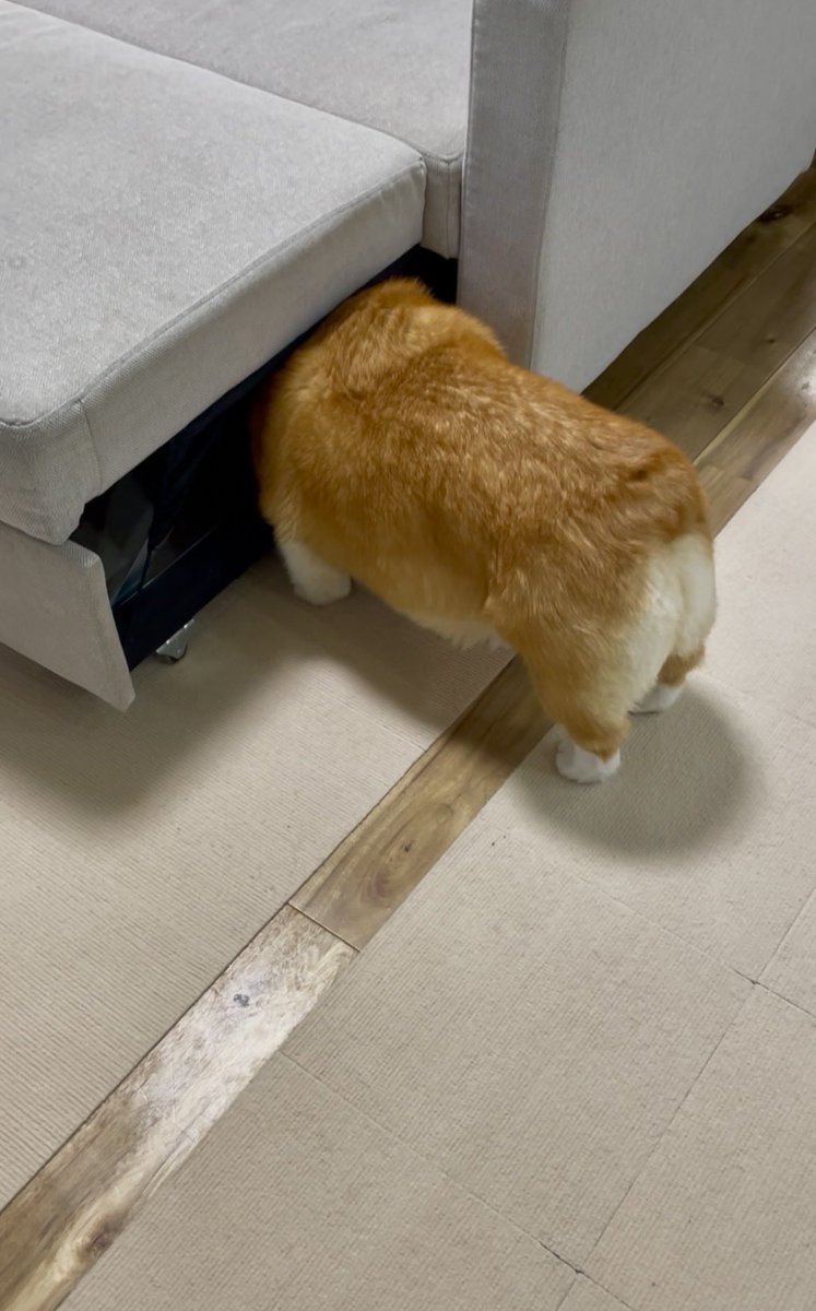 corgi_616161's tweet image. 顔つっこみすぎやろ🙄#コーギー #corgi #もふもふ #コーギーのいる暮らし