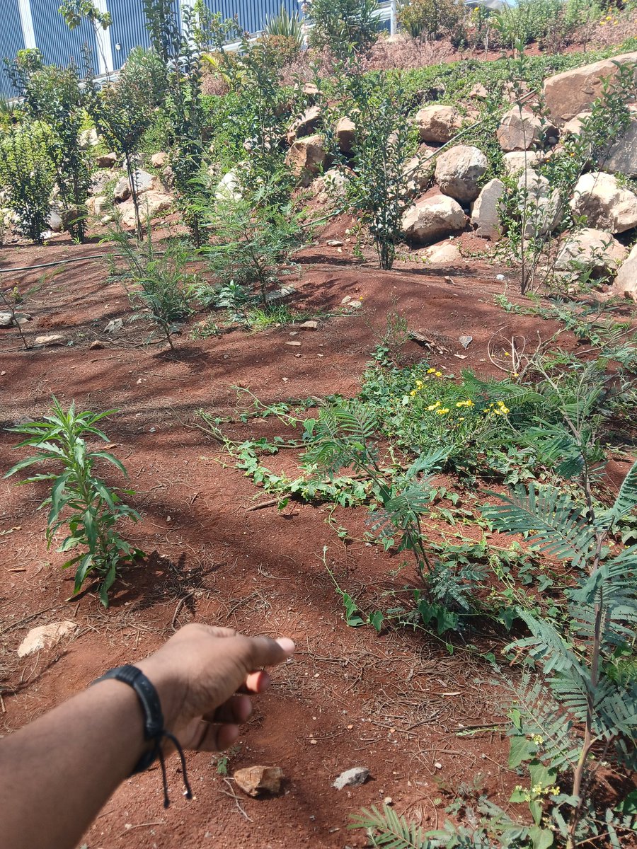 shikanda_01's tweet photo. Foreman ametupee 30minutes za lunch.
What is your view?📸✅️
#galaxyA15 https://t.co/lqVtGkE8So