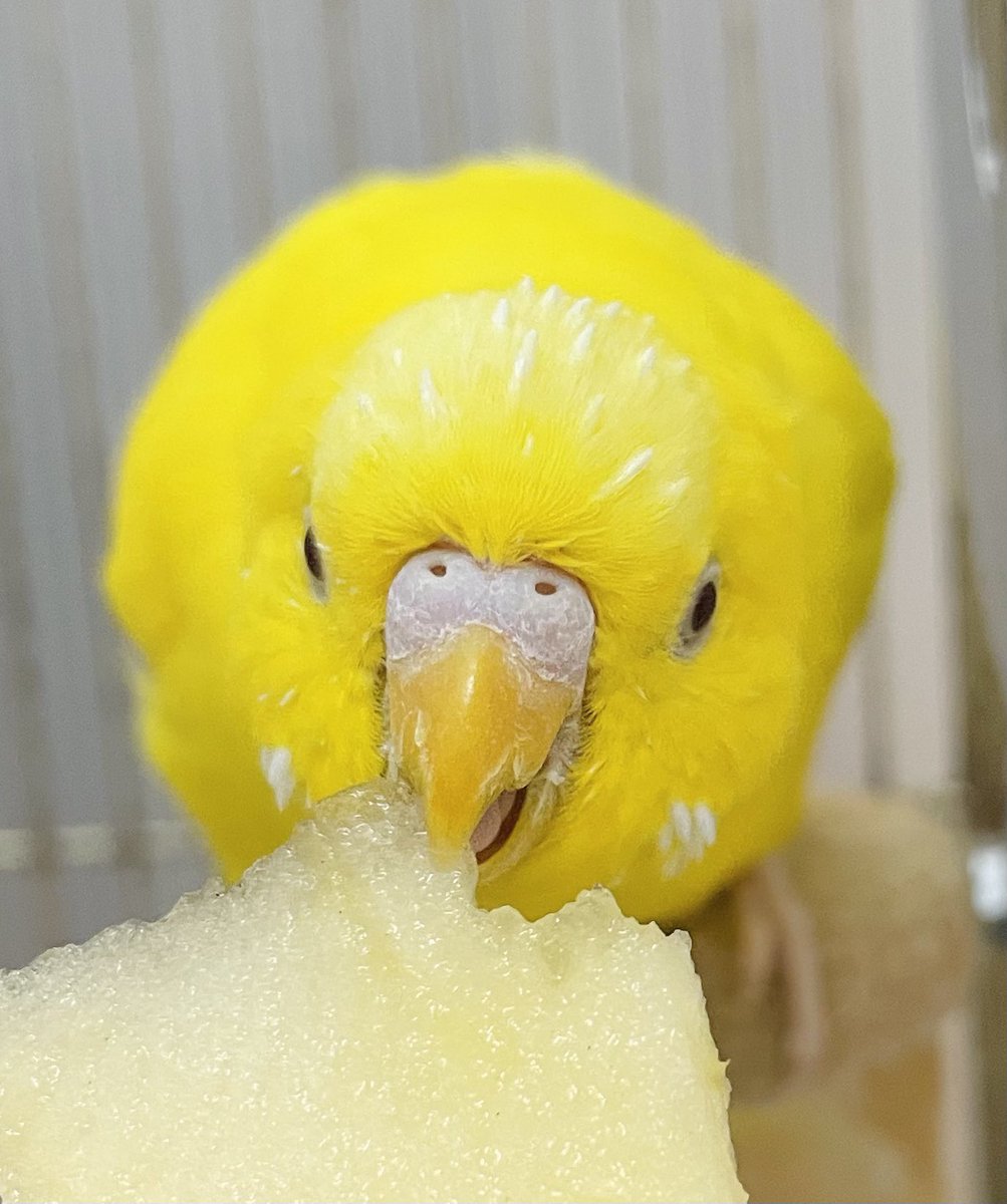 nyuushibou's tweet image. 冬はりんごが美味しいのが最高🍎