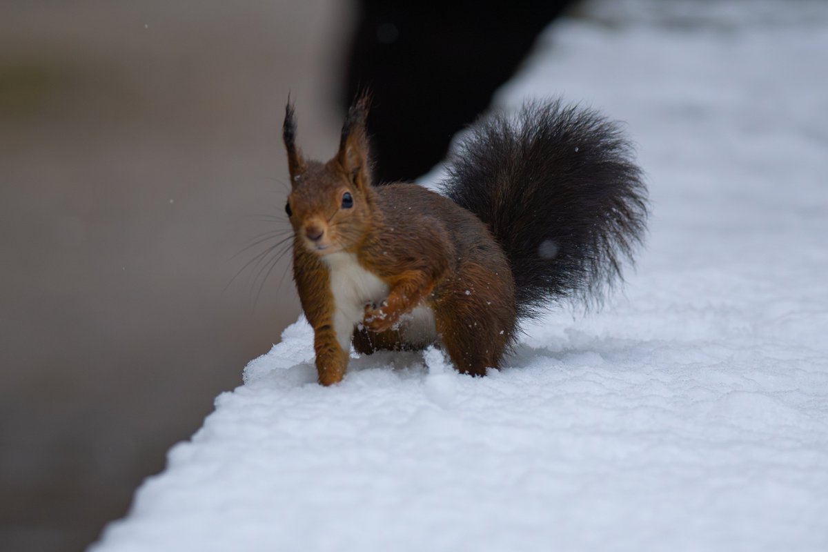 A alguna le ha pillado por sorpresa la nevada que ha caído en #Pamplona #Iruñea 😊