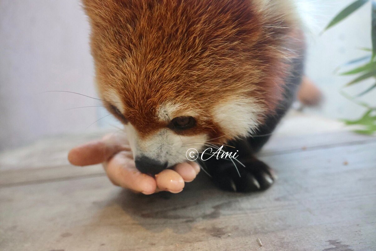 【レッサーパンダ】【2点まとめ】 レッサーパンダ風太の孫、19日から公開 - YouTube