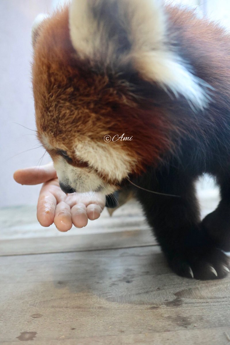 【レッサーパンダ】【2点まとめ】 レッサーパンダ風太の孫、19日から公開 - YouTube