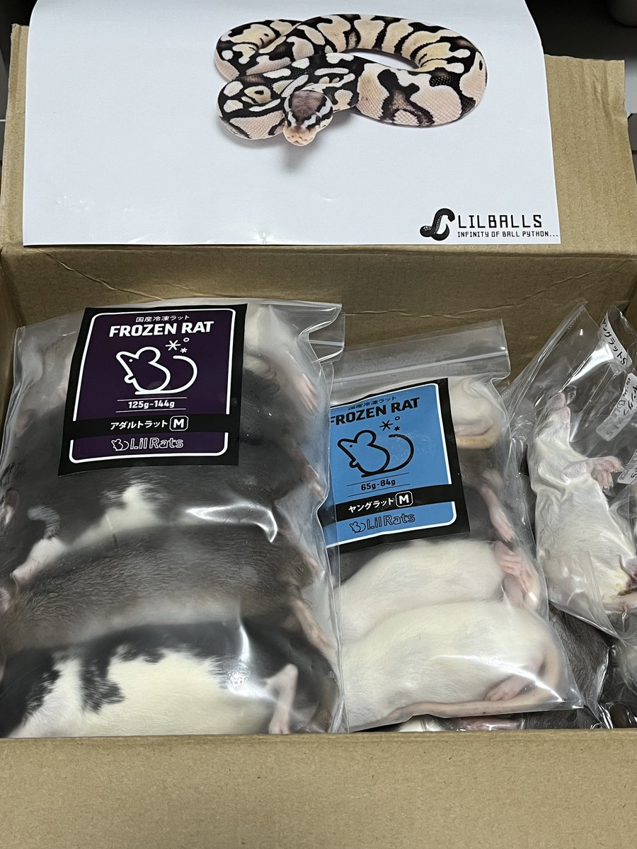 Lil Rats (@LilRats01) / Posts / X